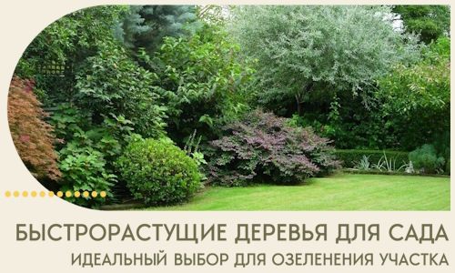 Быстрорастущие деревья для сада идеальный выбор в Норильске