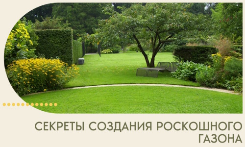 Секреты создания роскошного газона в Норильске